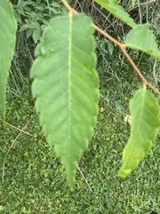 Zelkova
