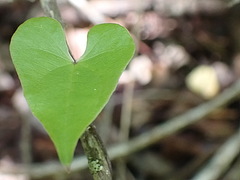Dioscorea sylvatica sylvatica