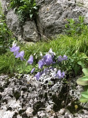 Campanula sarmatica