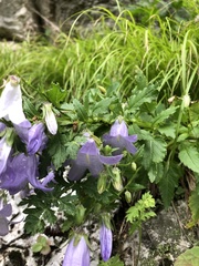 Campanula sarmatica