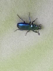 Platycerus caprea