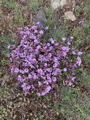 Erodium paularense