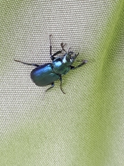Platycerus caprea