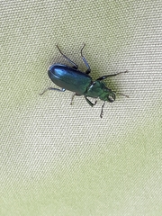 Platycerus caprea