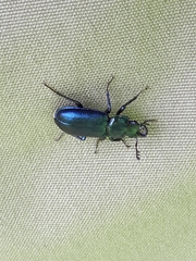 Platycerus caprea