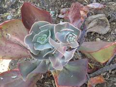 Gibbiflorae