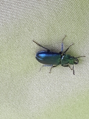 Platycerus caprea