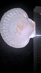 Aequipecten opercularis