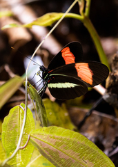 Heliconius melpomene
