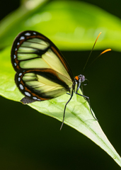 Ithomia salapia