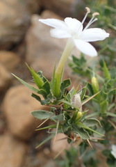 Barleria irritans