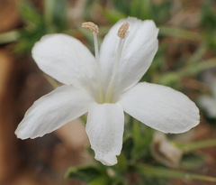 Barleria irritans