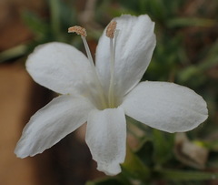 Barleria irritans