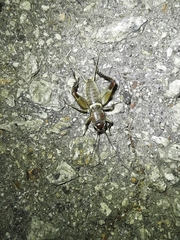Teleogryllus mitratus