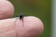 Penthetria neonigrita