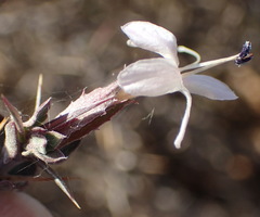Barleria irritans