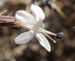 Barleria irritans