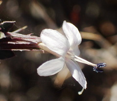 Barleria irritans
