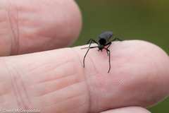 Penthetria neonigrita