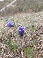 Pulsatilla ambigua