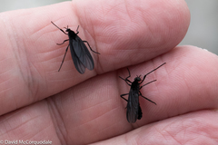 Penthetria neonigrita