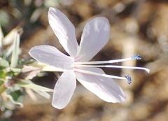 Barleria irritans