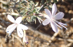Barleria irritans