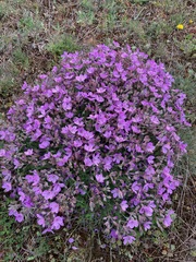 Erodium paularense