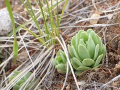 Orostachys malacophylla