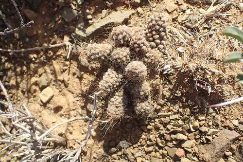 Anacampseros albidiflora