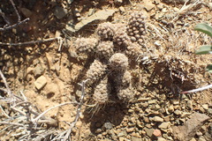 Anacampseros albidiflora