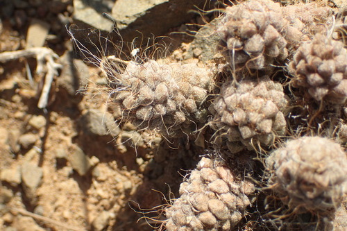 Anacampseros albidiflora