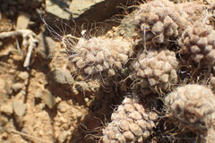 Anacampseros albidiflora