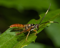 Cratichneumon w-album