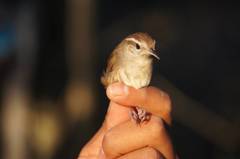 Uropsila leucogastra