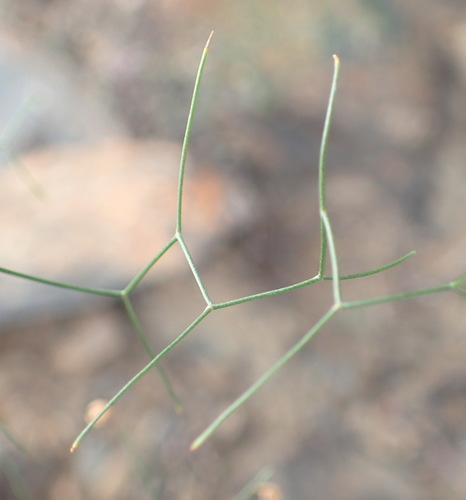 Image of Drimia intricata by (c) Nicola van Berkel, some rights reserved (CC BY-SA)