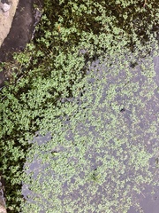 Floerkea proserpinacoides