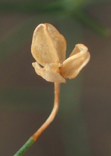 Image of Drimia intricata by (c) Nicola van Berkel, some rights reserved (CC BY-SA)