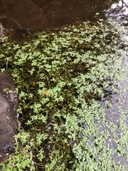 Floerkea proserpinacoides