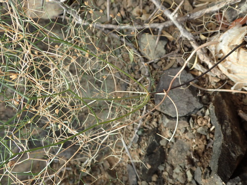 Image of Drimia intricata by (c) Nicola van Berkel, some rights reserved (CC BY-SA)