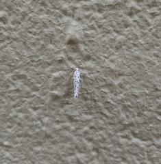 Yponomeuta multipunctella