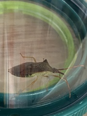 Gonocerus acuteangulatus