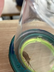 Gonocerus acuteangulatus