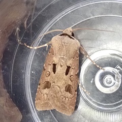 Agrotis exclamationis