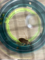 Gonocerus acuteangulatus