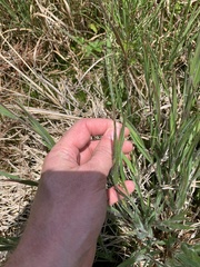 Dichanthelium villosissimum