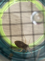 Gonocerus acuteangulatus