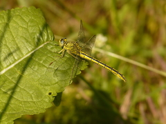 Gomphus pulchellus