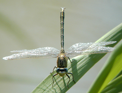 Gomphus pulchellus