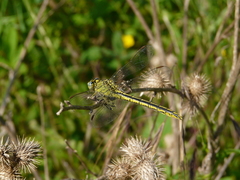 Gomphus pulchellus